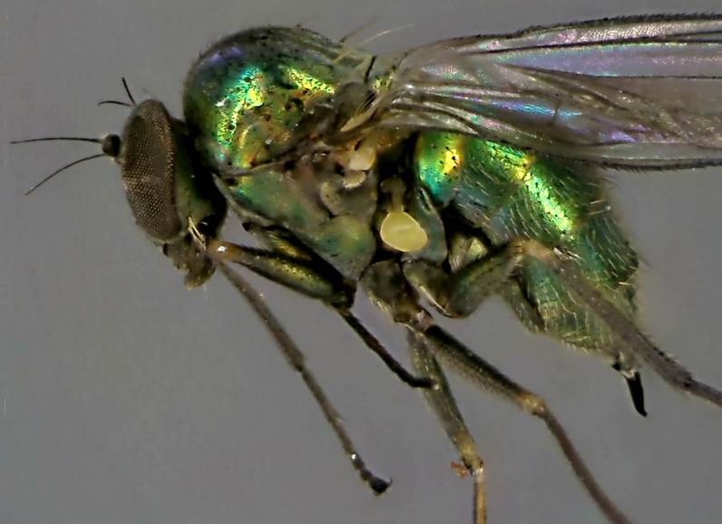 Thrypticus bellus.jpg